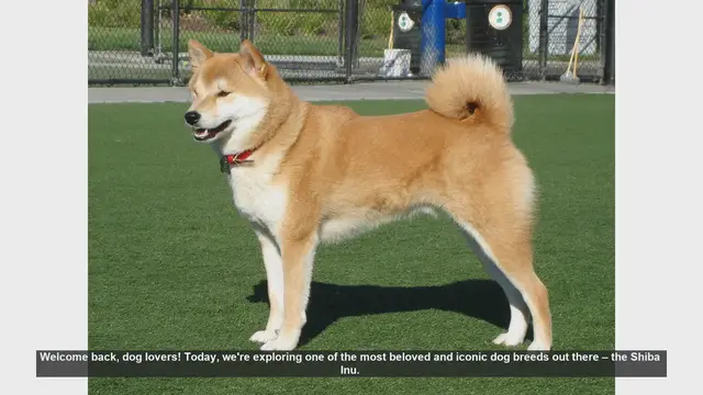 Video thumbnail for Top 10 Fascinating Facts About Shiba Inu Dogs