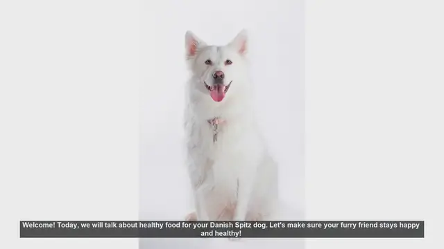 Video thumbnail for Healthy Food Tips for Your Danish Spitz Dog