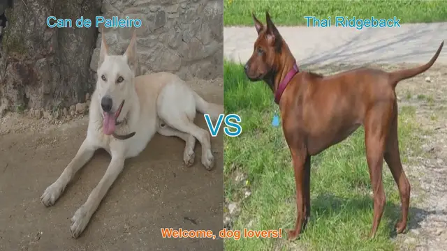 Video thumbnail for Can de Palleiro vs. Thai Ridgeback: A Breed Comparison