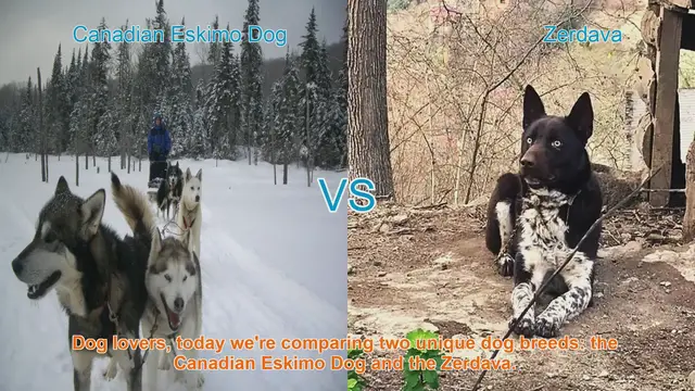 Video thumbnail for Canadian Eskimo Dog vs. Zerdava: A Comparative Guide