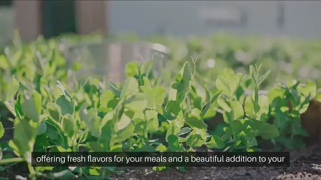 Video thumbnail for Guide to Outdoor Container Gardening