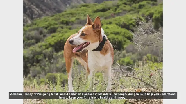 Video thumbnail for Common Health Issues in Mountain Feist Dogs: Tips for a Happy, Healthy Pet