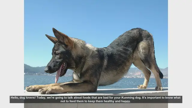 Video thumbnail for Foods to Avoid Feeding Your Kunming Dog