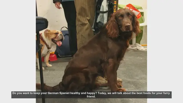 Video thumbnail for Top Foods to Keep Your German Spaniel Healthy and Happy