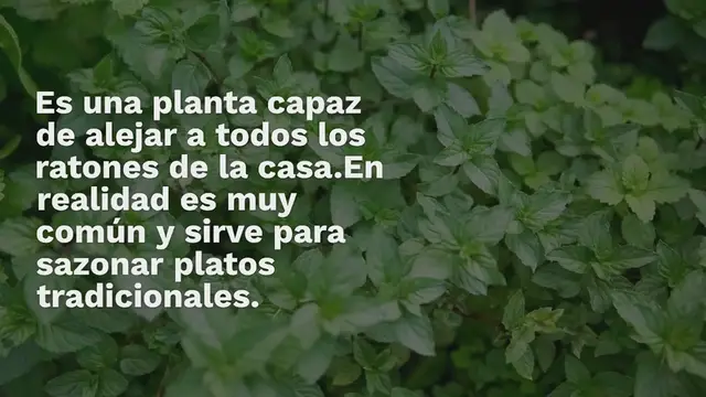'Video thumbnail for Esta planta mantiene a los ratones fuera de casa al instante: la usas para sazonar platos'