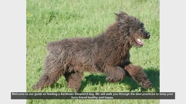Video thumbnail for Feeding Your Sardinian Shepherd: Essential Tips for a Healthy Dog