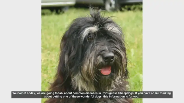 Video thumbnail for Common Health Issues in Portuguese Sheepdogs: What You Need to Know