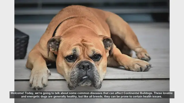 Video thumbnail for Common Health Issues in Continental Bulldogs and How to Manage Them
