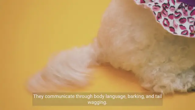 Video thumbnail for Understanding Dog Behavior: Key Facts and Training