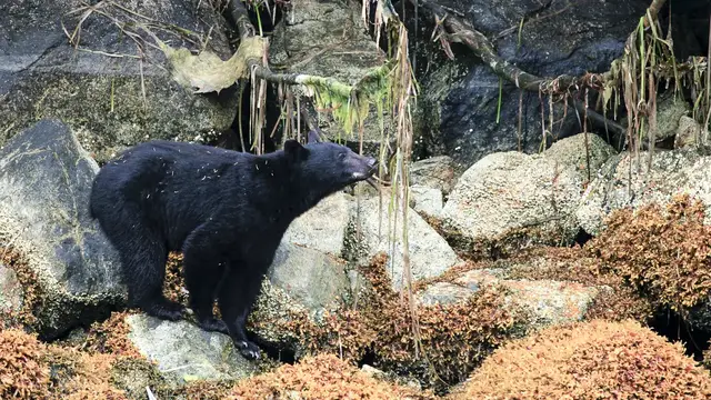 Video thumbnail for Clayoquot Sound auf Vancouver Island | Kanada