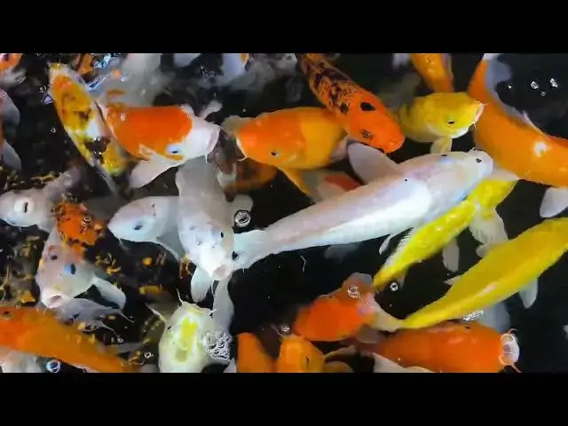 Video thumbnail for Koi Fish Competition Stress Management: Essential Tips for Success