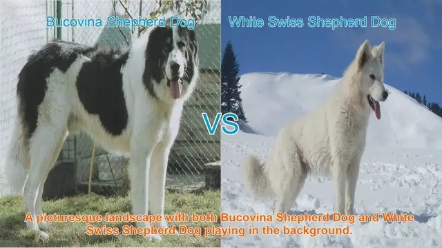 Video thumbnail for Bucovina Shepherd Dog vs. White Swiss Shepherd Dog: A Comparative Guide