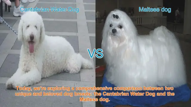 Video thumbnail for Cantabrian Water Dog vs. Maltese Dog: A Comprehensive Comparison