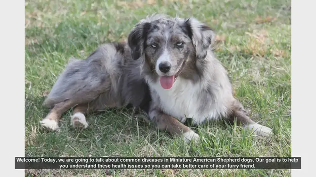 Video thumbnail for Common Health Issues in Miniature American Shepherds: What You Need to Know
