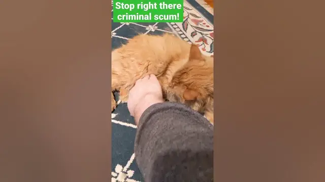 Video thumbnail for 😺Cat Belly Rubs: Dangerous? | Parker The Cat