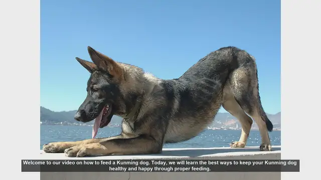 Video thumbnail for How to Properly Feed Your Kunming Dog: Tips for a Healthy and Happy Pet