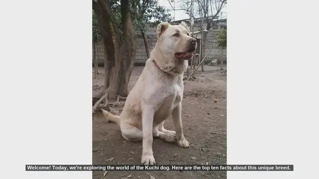 Video thumbnail for Top 10 Fascinating Facts About the Kuchi Dog