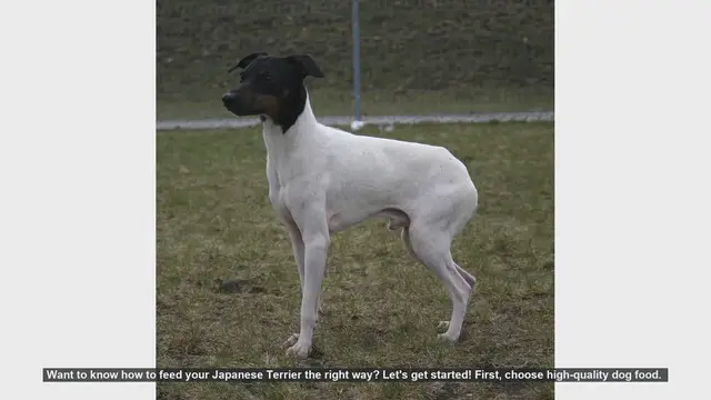 Video thumbnail for How to Properly Feed Your Japanese Terrier