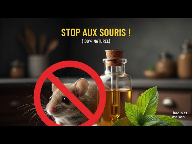 Video thumbnail for Comment Éloigner les SOURIS Définitivement (Sans Poisons) #jardinage #bricolage #naturel
