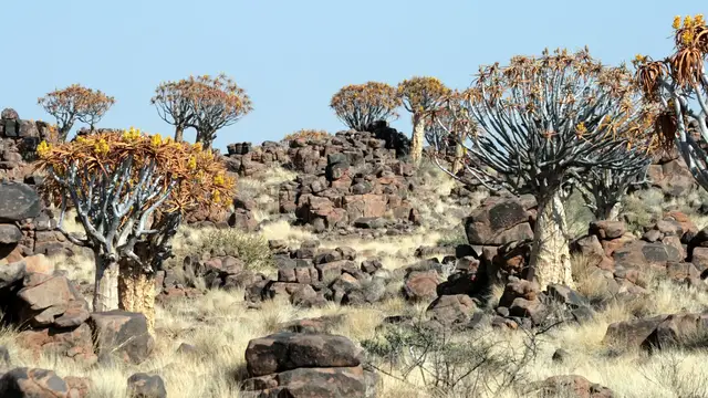 Video thumbnail for Köcherbaumwald bei Keetmanshoop | Namibia