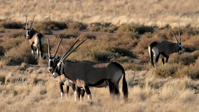 Video thumbnail for Fahrt in die Kalahari | Rundreise Namibia