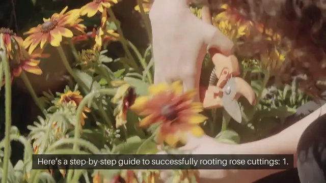 Video thumbnail for How To Grow Roses From Cuttings