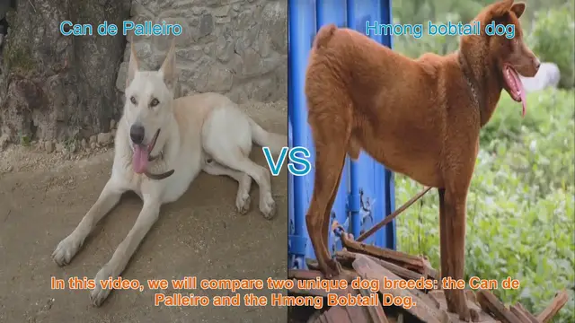 Video thumbnail for Comparing Can de Palleiro and Hmong Bobtail Dog: Traits and Characteristics