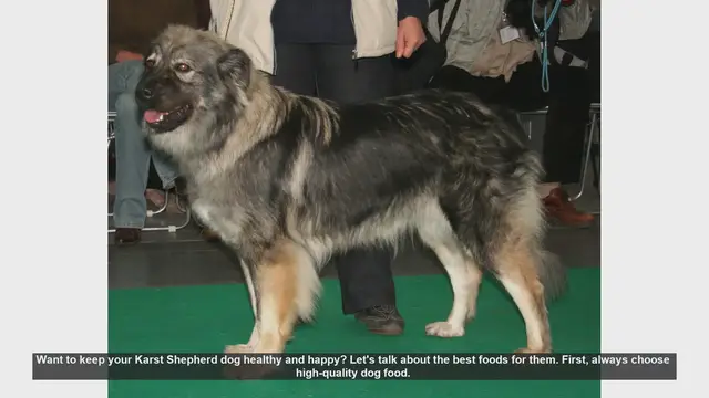 Video thumbnail for Top Foods to Keep Your Karst Shepherd Dog Healthy and Happy