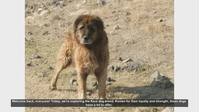 Video thumbnail for Kars Dog Breed: Pros and Cons