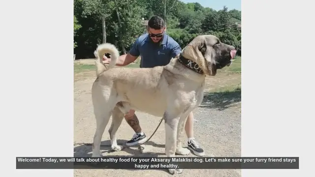 Video thumbnail for Healthy Food Tips for Your Aksaray Malaklisi Dog