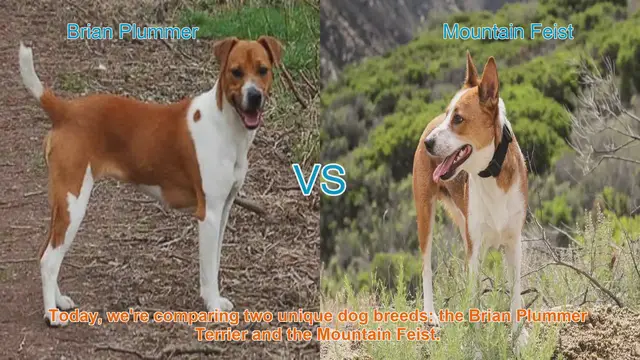 Video thumbnail for Dog Breed Comparison: Brian Plummer Terrier vs. Mountain Feist