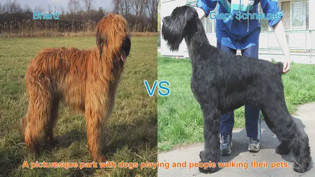 Video thumbnail for Briard vs. Giant Schnauzer: A Comparison of Magnificent Long-Haired Dog Breeds