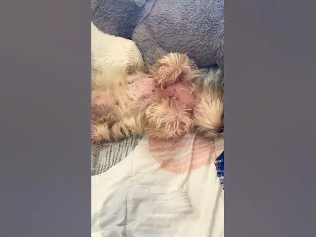 Video thumbnail for I think I’m going to rent a new room | Someone invaded  mom’s space| #cuteshihtzu #shihtzu