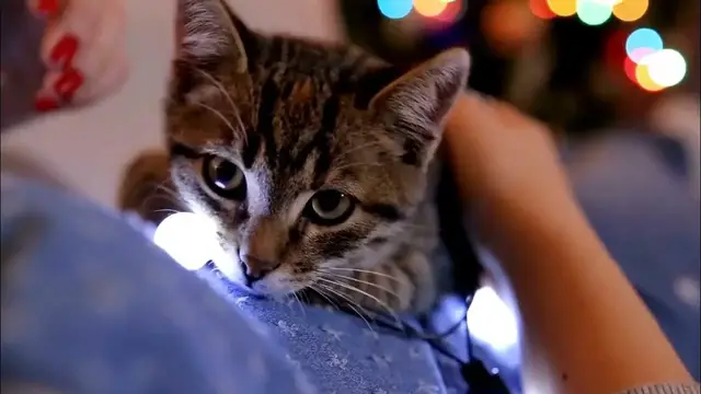 Video thumbnail for Do Cats Love to Cuddle?