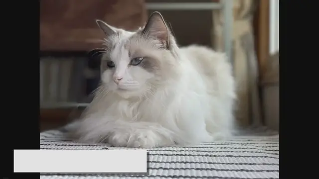 Video thumbnail for Adopting a Ragdoll Cat: What You Need to Know