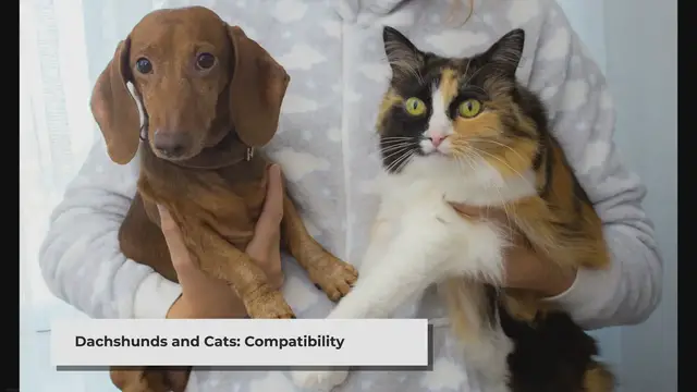 Video thumbnail for Are Dachshunds Good With Cats & Can They Live Together?