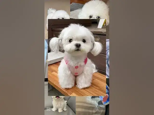 'Video thumbnail for Can u please Subscribe for more cutye little puppies awe'