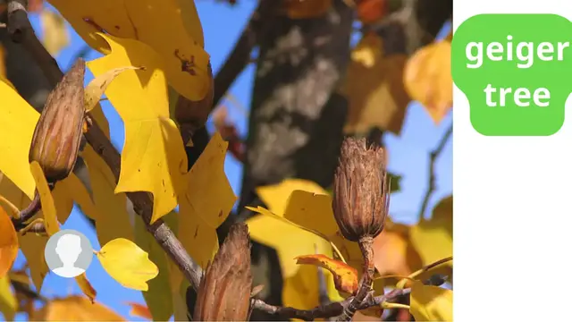 Video thumbnail for geiger tree