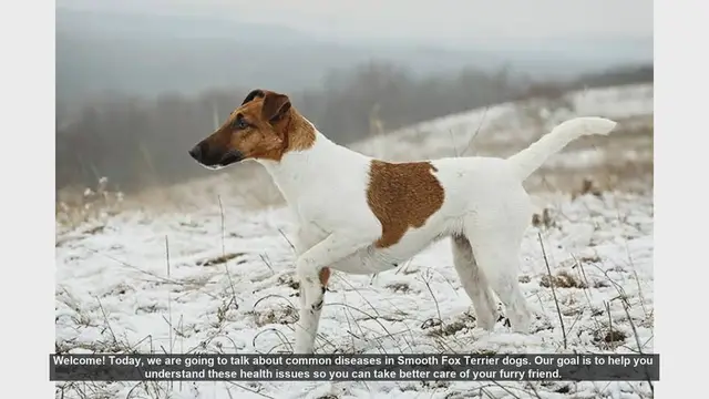 Video thumbnail for Common Health Issues in Smooth Fox Terriers: A Guide for Pet Owners