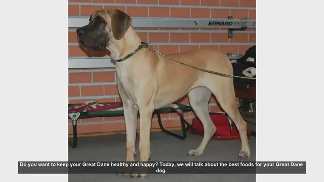Video thumbnail for Top Foods to Keep Your Great Dane Healthy and Happy