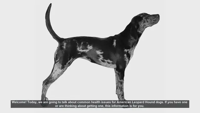 Video thumbnail for Common Health Issues in American Leopard Hound Dogs