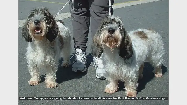 Video thumbnail for Common Health Issues in Petit Basset Griffon Vendéen Dogs