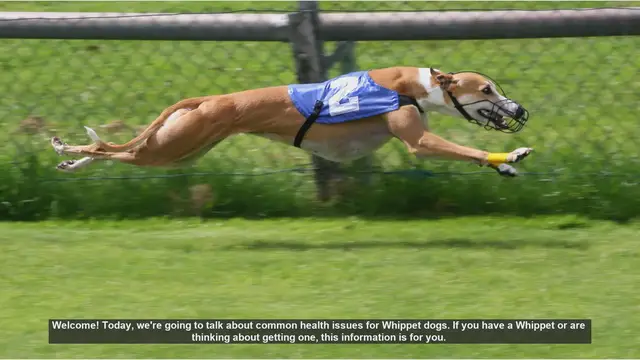 Video thumbnail for Common Health Issues in Whippet Dogs: What You Need to Know