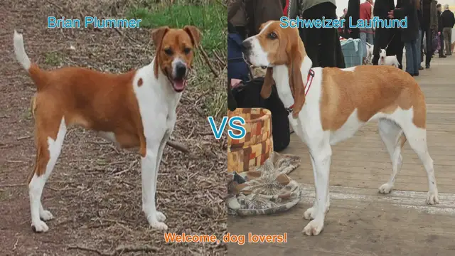 Video thumbnail for Comparing Brian Plummer Terrier and Schweizer Laufhund: A Dog Lover's Guide