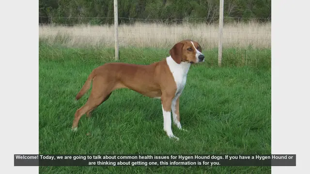 Video thumbnail for Common Health Issues in Hygen Hound Dogs: What You Need to Know