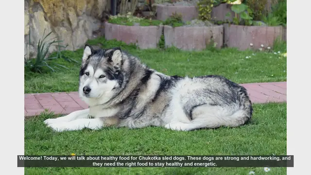 Video thumbnail for Essential Diet Tips for Healthy Chukotka Sled Dogs