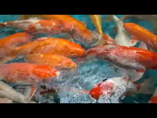 Video thumbnail for Koi Fish: Colorful Guardians in Japanese Culture