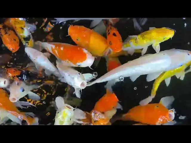 Video thumbnail for Koi Fish: Cultural Icons of Rural Japan