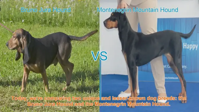 Video thumbnail for Comparing Bruno Jura Hound and Montenegrin Mountain Hound: A Unique Dog Breed Showdown