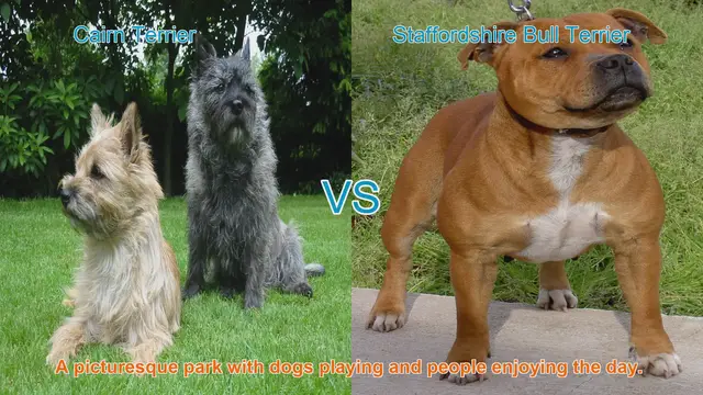 Video thumbnail for Cairn Terrier vs. Staffordshire Bull Terrier: A Breed Comparison